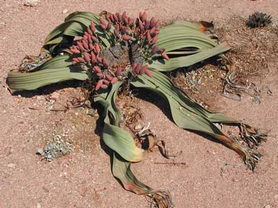Welwitschia（70×70） Kaokoveld Sand-One ear brand-